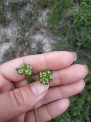 Valerianella turgida