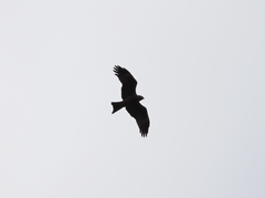 Milvus migrans