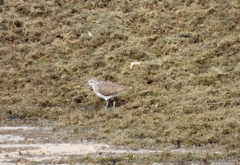 Tringa ochropus