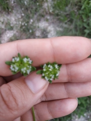 Valerianella turgida