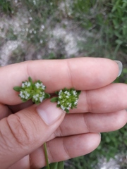 Valerianella turgida