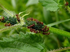 Aphis urticata