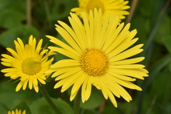 Doronicum pardalianches