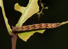 Eupithecia abbreviata