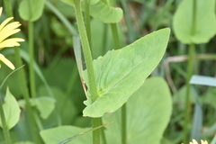 Doronicum pardalianches