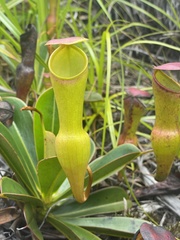 Nepenthes pervillei image