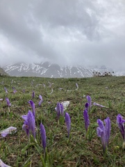 Crocus neapolitanus