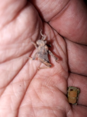 Spathalium audouinii