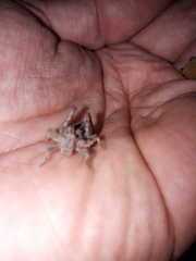 Spathalium audouinii