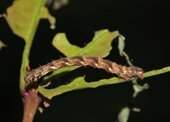 Eupithecia abbreviata