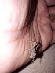 Spathalium audouinii