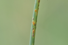 Puccinia allii