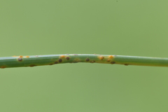 Puccinia allii