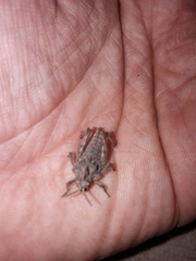 Spathalium audouinii