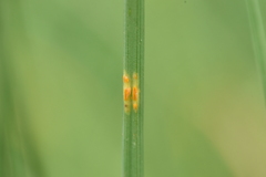 Puccinia allii