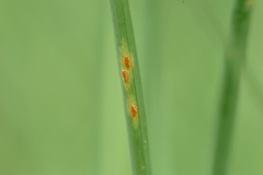 Puccinia allii