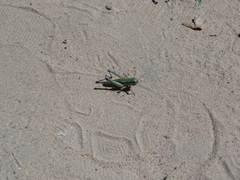 Parascopas