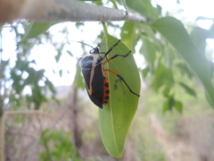 Ramosiana insignis