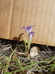 Brodiaea terrestris terrestris