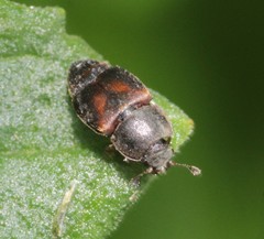 Carpophilus quadrisignatus