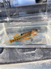 Etheostoma tecumsehi