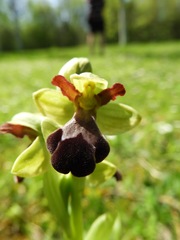 Ophrys fusca