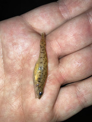 Etheostoma virgatum