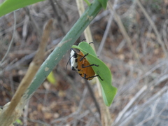 Ramosiana insignis