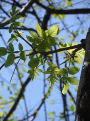 Bursera tomentosa