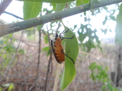 Ramosiana insignis