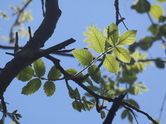 Bursera tomentosa