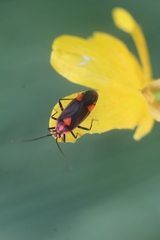 Capsodes