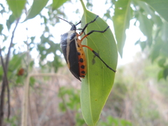 Ramosiana insignis