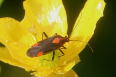 Capsodes