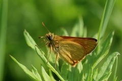 Ochlodes sylvanus