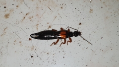 Carcinophora americana