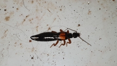 Carcinophora americana