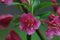 Weigela floribunda