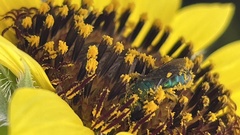 Pseudaugochlora graminea