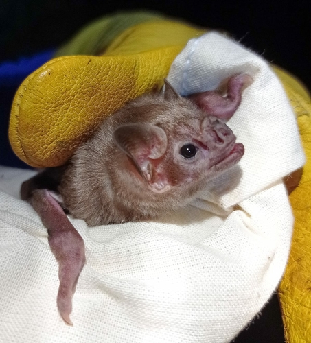 White-winged Vampire Bat (Diaemus youngii)