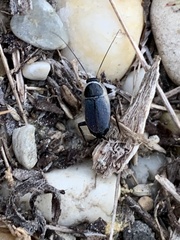 Phyllodromica megerlei