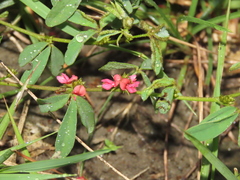 Indigofera trifoliata glandulifera