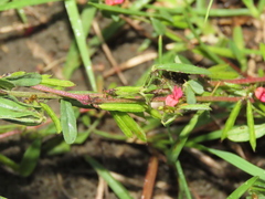 Indigofera trifoliata glandulifera