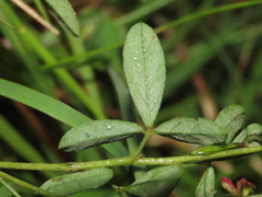 Indigofera trifoliata glandulifera