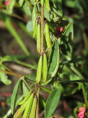 Indigofera trifoliata glandulifera