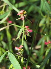 Indigofera trifoliata glandulifera