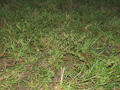 Indigofera trifoliata glandulifera