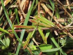 Indigofera trifoliata glandulifera