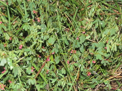Indigofera trifoliata glandulifera