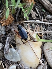 Phyllodromica megerlei